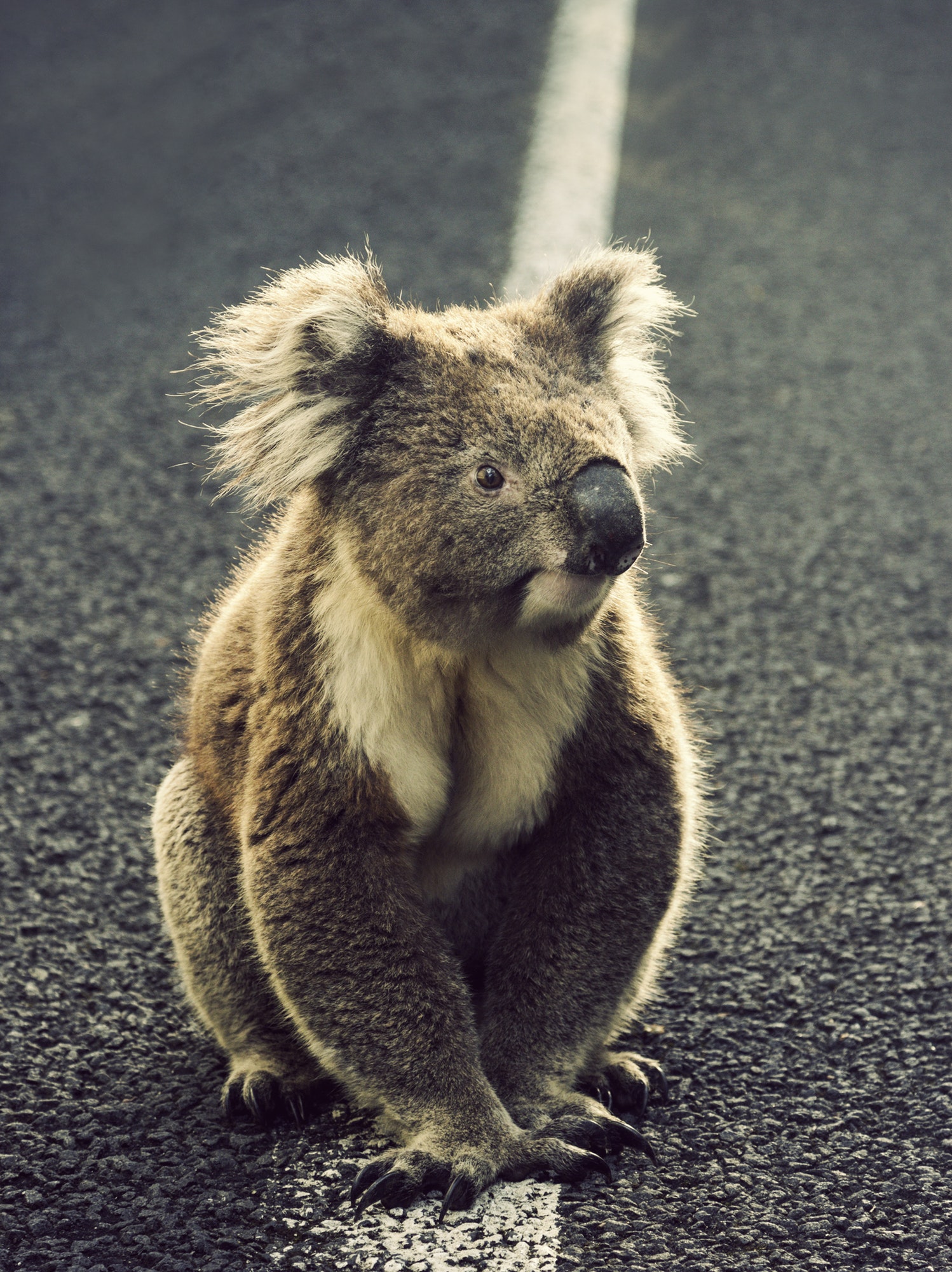 Koala on the road
