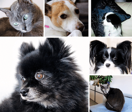 A captivating pet collage featuring Dr. Madisen Harper's furbabies, playful cats, and dogs with unique personalities.