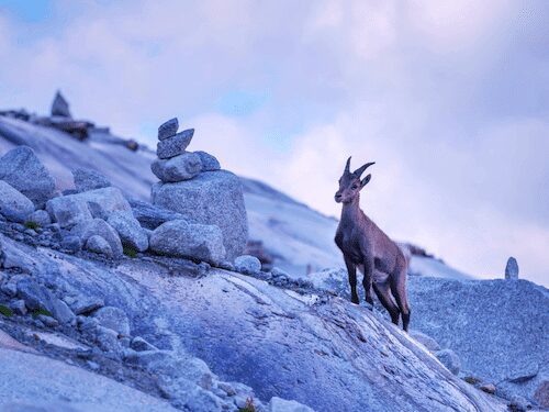 Mountain goat on rocky terrain with stone stacks under blue sky. Majestic, serene landscape.